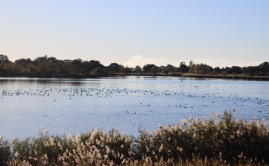 lacus galleria small lago 01